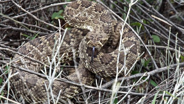 Mojave Rattlesnake, Mouth of Pinery Canyon, Chiricahua Mrs.