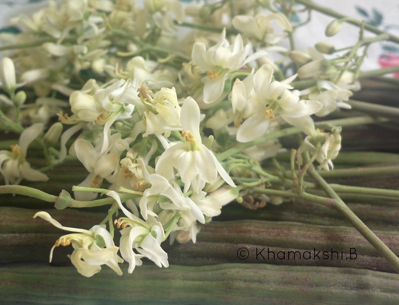 Moringa Flowers Pod
