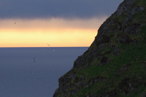 sunset birds pentax eveningsky fugler gannet solnedgang k3 birdrock runde havsule kveldshimmel fuglefjell