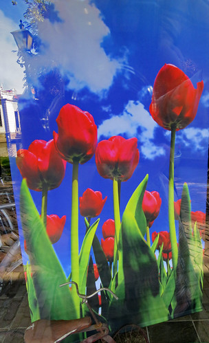 A Banner in Edam Featuring Tulips