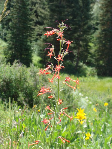 colorado hike wildflowers mesacounty uncompahgreplateau
