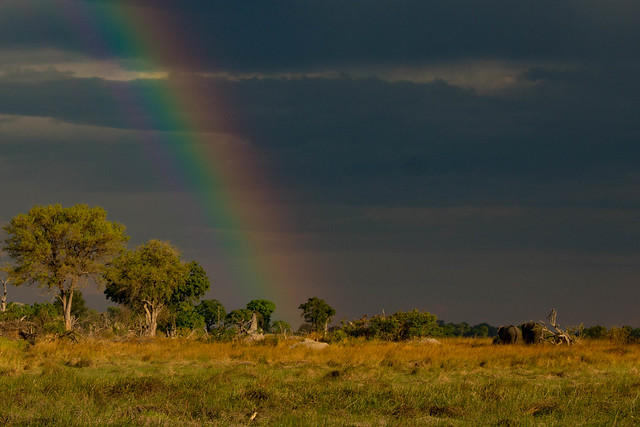 Elephant rainbow