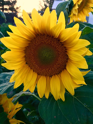 jcutrer creativecommons royaltyfree flora flower yellow sunflower