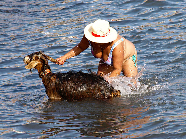 Everyone gets involved, Bathing of the Goats, Puerto de la Cruz, Tenerife