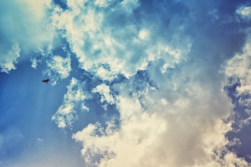 blue sky bird up clouds flying hawk flight minimal raptor avian birdofprey 2015