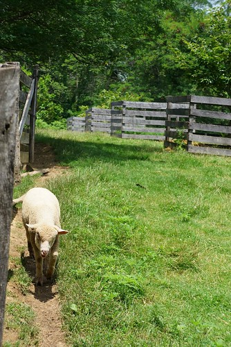 sheep finding the herd at slate run farm