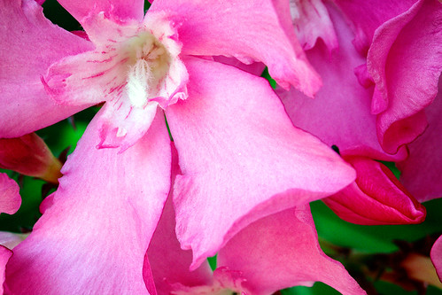 naturaleza verde canon plantas flor rosa verano campo veneno adelfas canon600