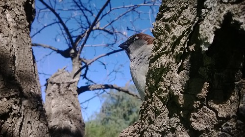 paisaje aves sparrow acacia hy gorrion
