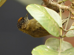 Picumnus olivaceus ♂