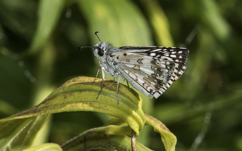 county unitedstates howard skipper environmental maryland columbia area middle common checkered patuxent pyrguscommunis