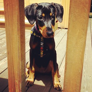 Your dose of puppy cuteness for today, courtesy of Penny... #puppygram #instapuppy #dobermanpuppy #rescuedpuppiesofinstagram #puppiesofinstagram #puppylove #curiouspuppy #dobermanmix #adoptdontshop #rescuedismyfavoritebreed #puppyears