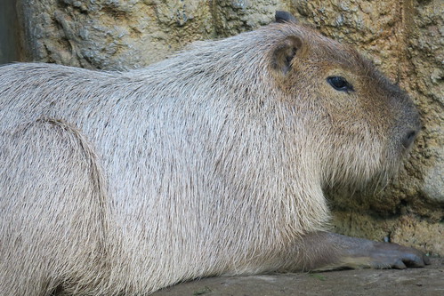 Capybara 02
