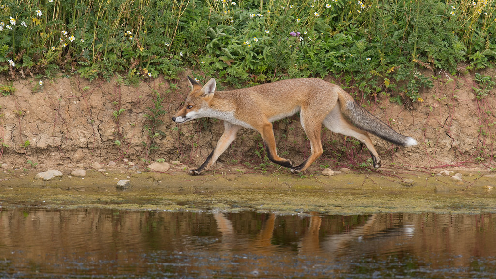 Lakeside fox