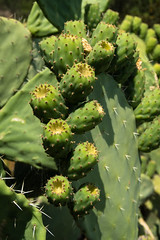 Cactus - Photo of Peri