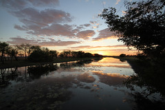Marlgu Billabong, Parrys Lagoon at dawn IMG_8737