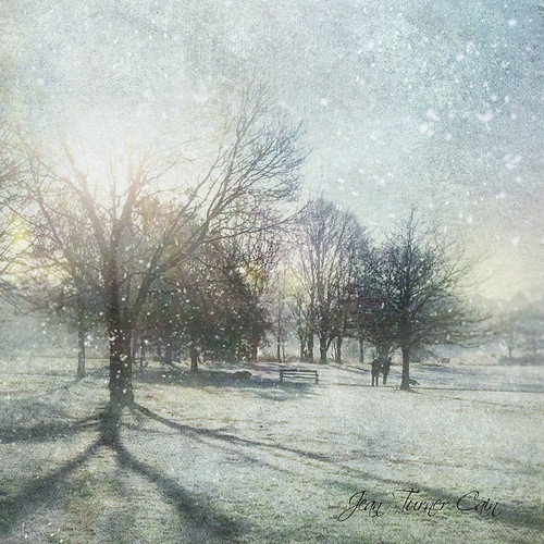 winter snow park landscape trees shadows texture jeanturnercain textures