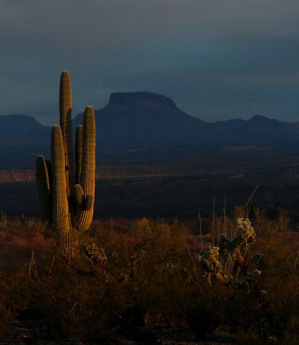 2016 arizona cacti desert flickr gps landscapes mountains pinalcounty saguarocactuscarnegieagigantea sanpedrorivervalley usa unitedstatesofamerica