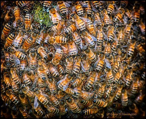 bee honey washingtonstate swarm sigma150500mm pentaxk7