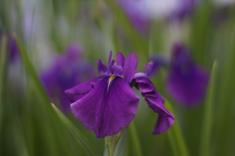 ԳDE顪wΣCarl Zeiss Planar 85mm F1.4 AEG