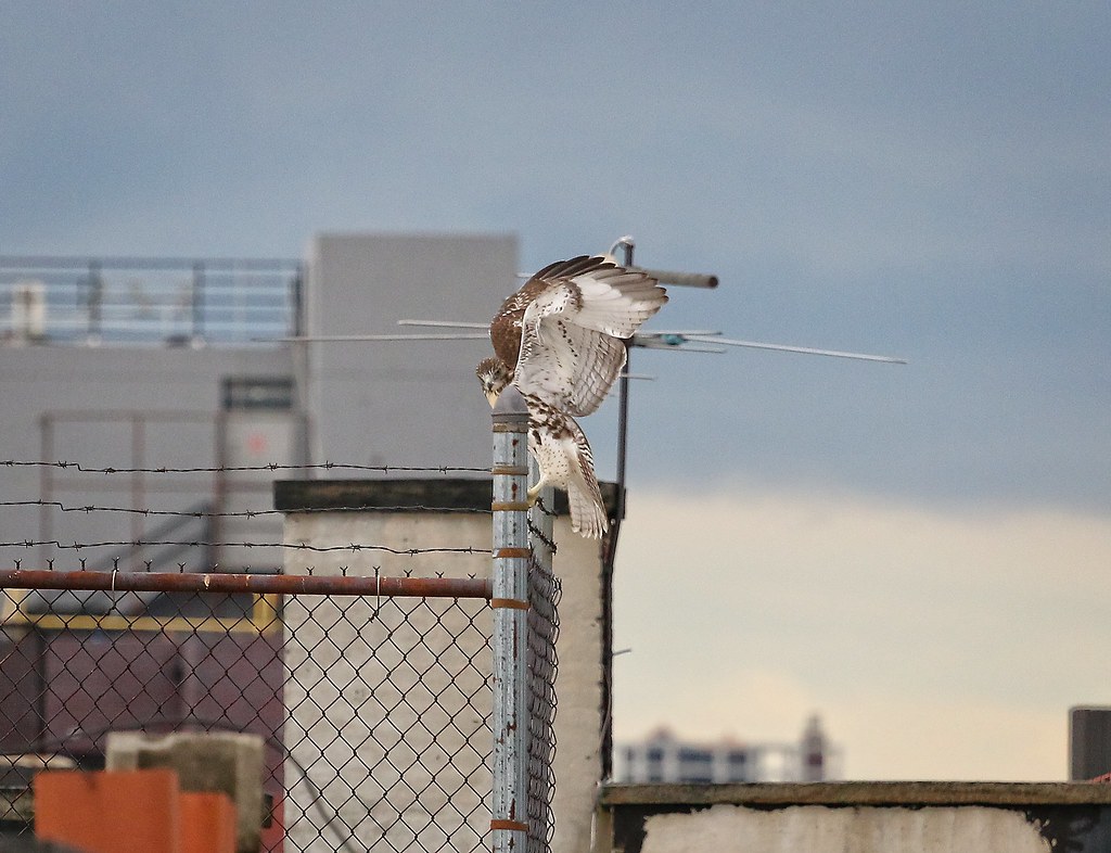 Fledgling playing on barbed wire