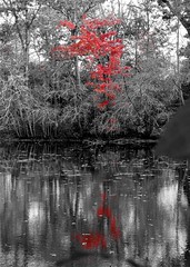 Wantagh - Twin Lakes Preserve - Autumn (19)