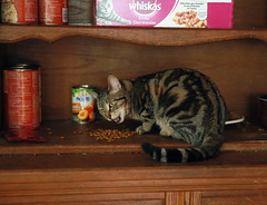 Cat eating - Photo of Saint-Brès