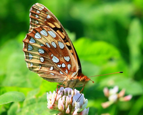 county creek butterfly great reis iowa clear larry fen spangled fritillary allamakee