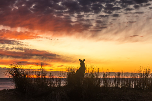 morning sky green beach grass animal silhouette clouds sunrise twilight moody dramatic australia kangaroo emotional southcoast goldenhour depotbeach energetic