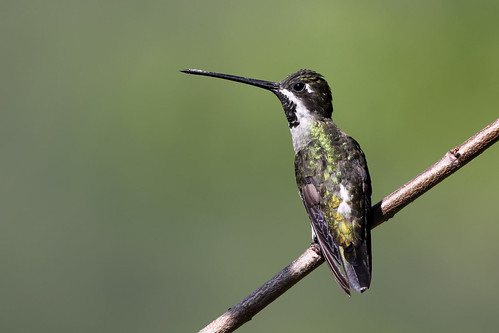 birds hummingbird birding aves pájaros beijaflor colibrí passaros trochilidae heliomasterlongirostris