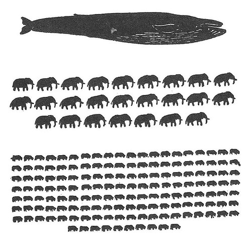 以重量來看，藍鯨、大象和牛的比較圖，1隻藍鯨約等於25隻大象、150隻牛。圖片來源：J.N. Tønnessen et al.,1982研究文章。