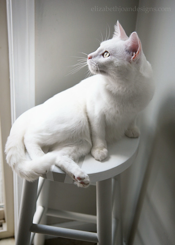 Kitty Cat Perch Furniture Stool