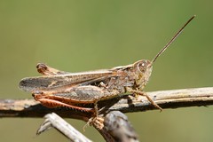 Chorthippus mollis male - Photo of Chauvac-Laux-Montaux