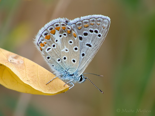 hoja azul icarus mariposa macho insecto lycaenidae ícaro polyommatus lepidóptero artrópodo licénido