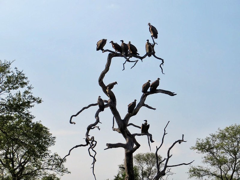 A venue of vultures, MalaMala