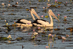 Pelicans, Marlgu Billabong, Parrys Lagoon CR8B7571