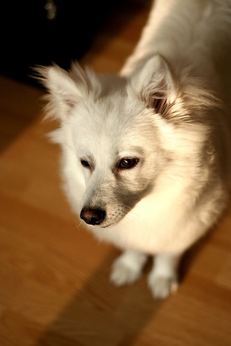dog white samoyed cakil