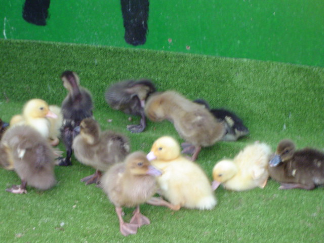 Ducklings