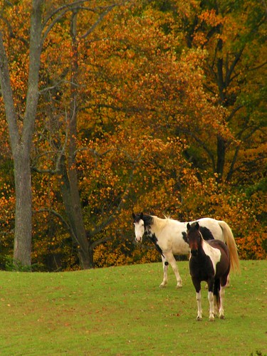 fall horses waynecounty country richmond