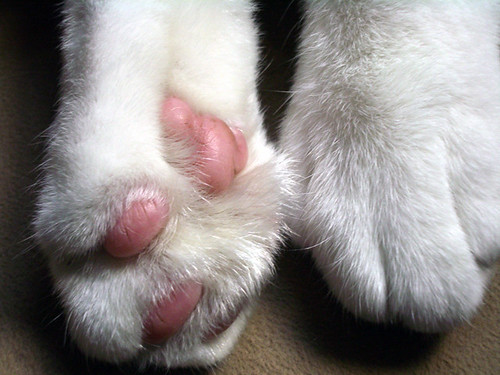 cat_paws