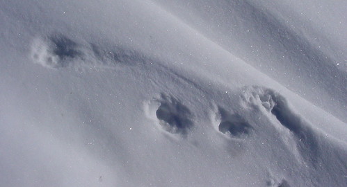 winter snow tracks animal coyote yellowstone white geotagged geolat44933939 geolon110082664