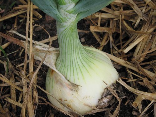 garden onion