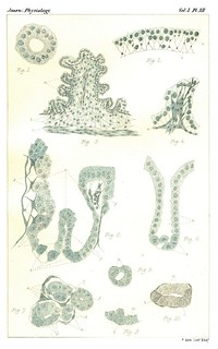 Plate XII, Journal of Physiology 1 (4-5) (1878). Figs. 1-10 from H. Sewall, 'The Development and Regeneration of the Gastric Glandular Epithelium during Foetal Life and after Birth'.
