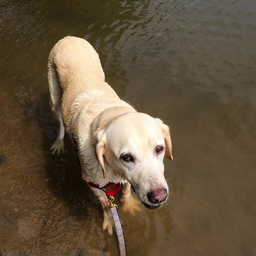 Happy girl went swimming. #mississippiriver #Hastings #mn #labradorretriever