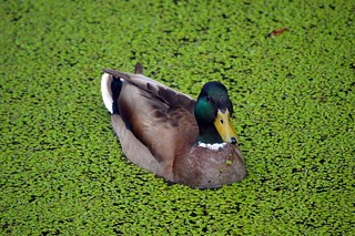 Harbors - Willemstad - Duck in the green
