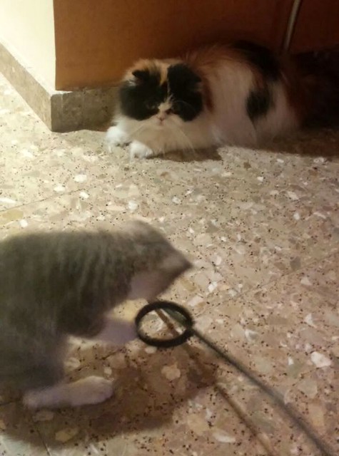 Kobu, gatito azul y blanco monísimo nacido en Abril´15, en adopción. Valencia. ADOPTADO. 18692606026_c095d0b369_z