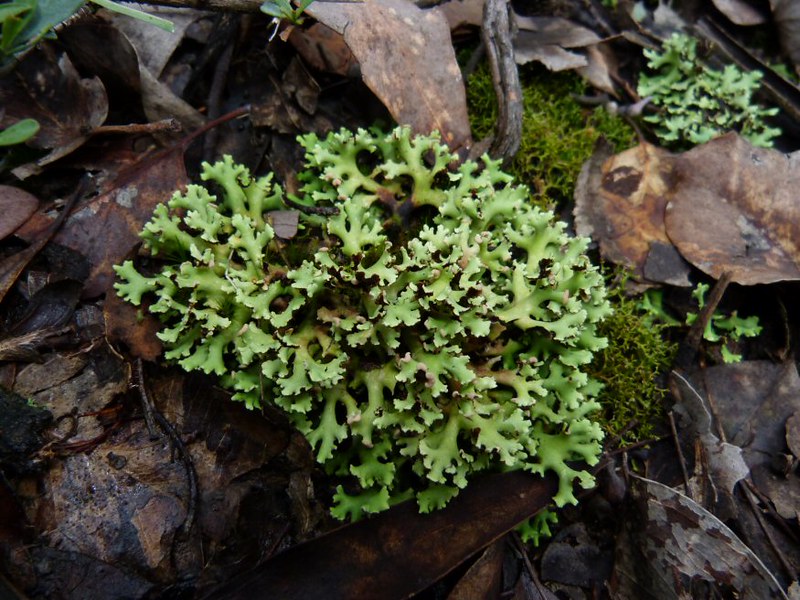 Ground-frill Lichen