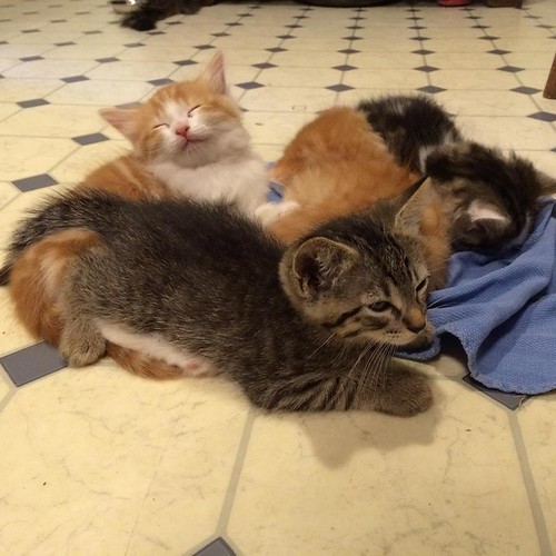 Tired kittens
