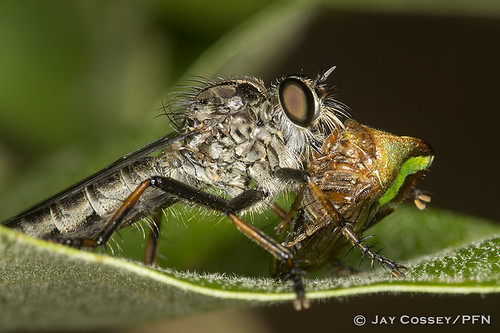 illinois robberfly naturephotography macrophotography insecta predatorprey sandridgestateforest dipteraflies photographerjaycossey