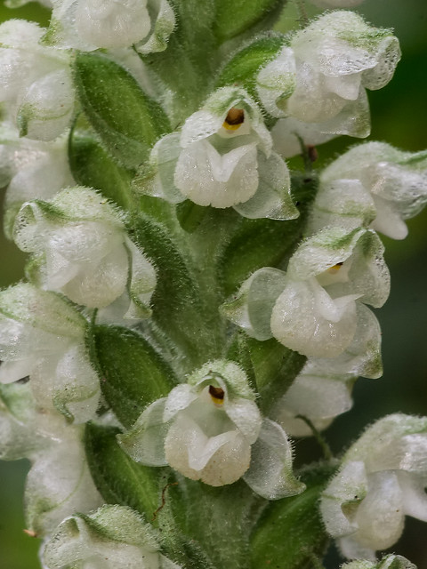 Downy Rattlesnake Plantain orchid