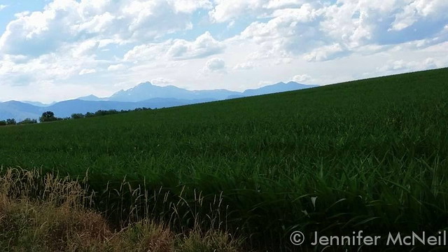 July 11, 2015 - Corn fields on the plains serve as the foreground while the gorgeous Rocky Mountains lie behind. (Jennifer McNeil)